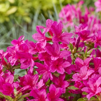 Azalea - hybride - Autumn Prince - Roblezg