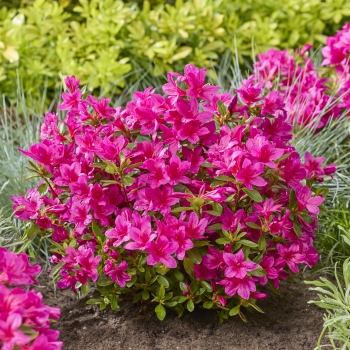 Azalea - hybride - Autumn Prince - Roblezg