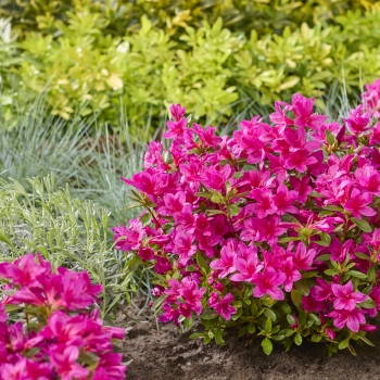 Azalea - hybride - Autumn Prince - Roblezg