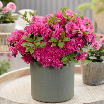 Azalea - japonica - Candyfloss - GLE033