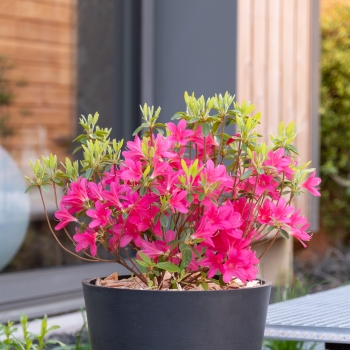 Azalea - hybride - Electric Pink - boutazpi