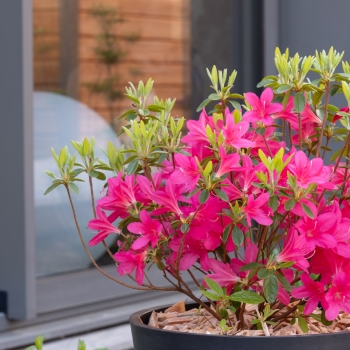 Azalea - hybride - Electric Pink - boutazpi