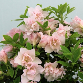 Azalea - japonica - Georgette - GLE037