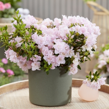 Azalea - japonica - Georgette - GLE037