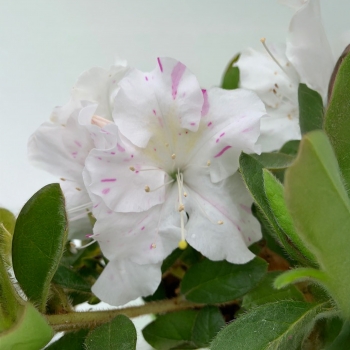 Azalea - hybride - Lily - Roblex