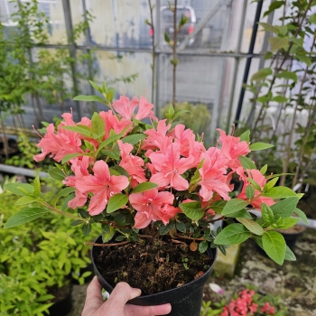 Azalea - hybride - Orange Crush - Roblezl