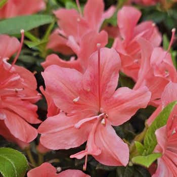 Azalea - hybride - Orange Crush - Roblezl