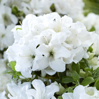 Azalea - hybride - Pure White - 