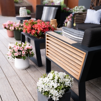 Azalea - hybride - Autumn Pure White - COV
