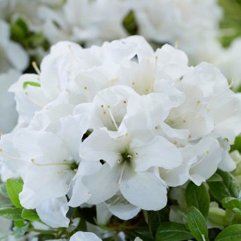Azalea - hybride - Autumn Pure White - COV