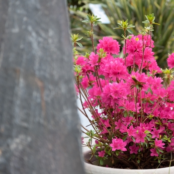 Azalea - hybride - Electric Pink - boutazpi