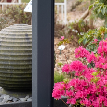 Azalea - hybride - Electric Pink - boutazpi