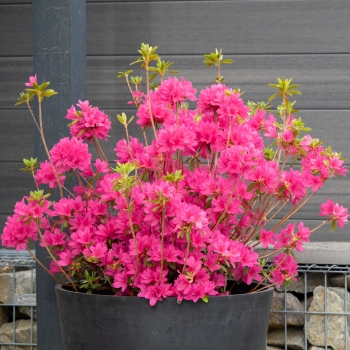 Azalea - hybride - Electric Pink - boutazpi