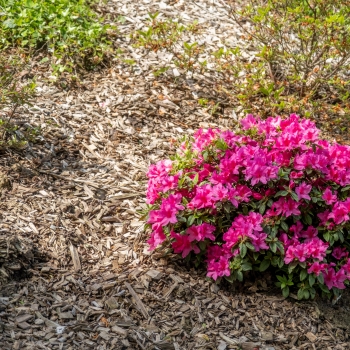 Azalea - hybride - Shortly - Roblezb