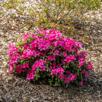 Azalea - hybride - Shortly - Roblezb