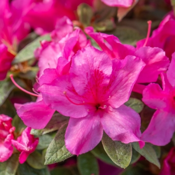 Azalea - hybride - Shortly - Roblezb