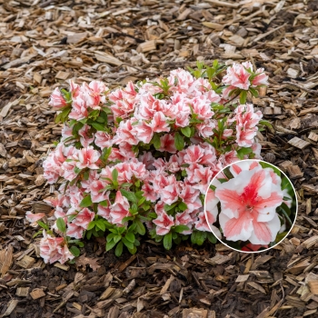 Azalea - hybride - Starburst - Robleze