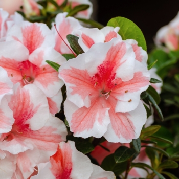 Azalea - hybride - Starburst - Robleze