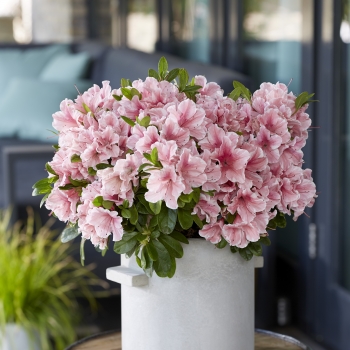 Azalea - hybride - Sunburst - Roblet