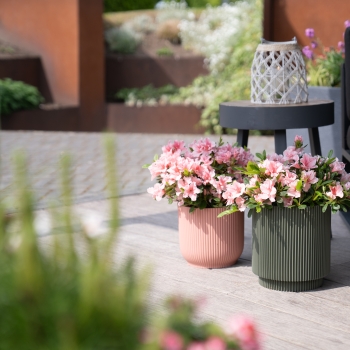 Azalea - hybride - Autumn Sunburst - Roblet