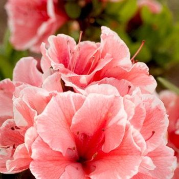 Azalea - hybride - Autumn Sunburst - Roblet