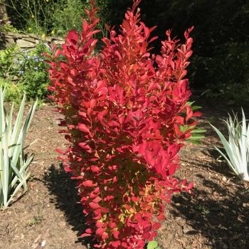 Berberis - thunbergii - Rebel - Meber