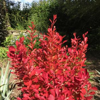 Berberis - thunbergii - Rebel - Meber