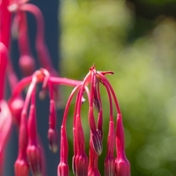Beschorneria - yuccoides - Desert Glow - Jtuite