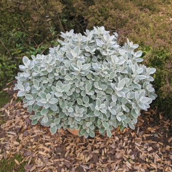 Brachyglottis - greyi - Walberton's® Silver Dormouse - Walbrach