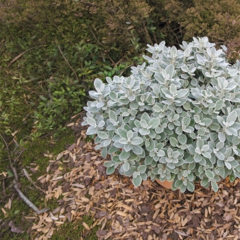 Brachyglottis - greyi - Walberton's® Silver Dormouse - Walbrach