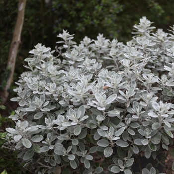 Brachyglottis - greyi - Walberton's® Silver Dormouse - Walbrach