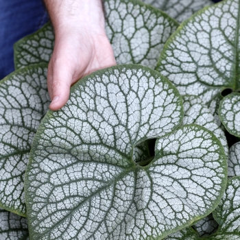 Brunnera  - macrophylla - Jack of Diamonds - COV