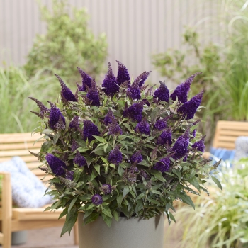 Buddleja - davidii - Little Blackberry - BotEx016