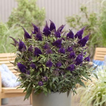 Buddleja - davidii - Little Blackberry - BotEx016