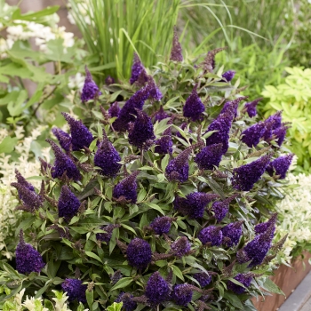 Buddleja - davidii - Little Blackberry - BotEx016