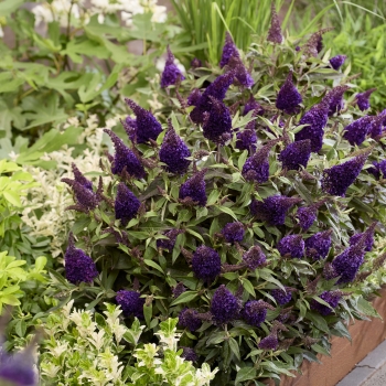 Buddleja - davidii - Little Blackberry - BotEx016