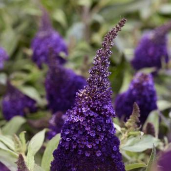 Buddleja - davidii - Little Blackberry - BotEx016
