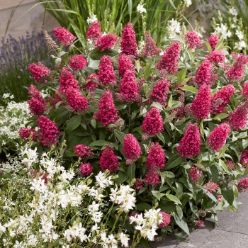 Buddleja - davidii - Little Bubblegum - BotEx007