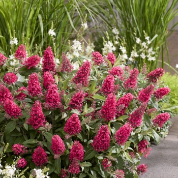 Buddleja - davidii - Little Bubblegum - BotEx007