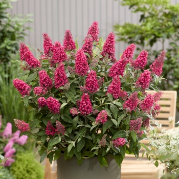 Buddleja - davidii - Little Bubblegum - BotEx007