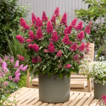 Buddleja - davidii - Little Bubblegum - BotEx007