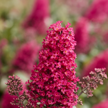 Buddleja - davidii - Little Bubblegum - BotEx007