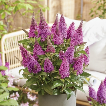 Buddleja - davidii - Little Cerise - BotEx007