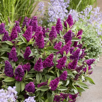 Buddleja - davidii - Little Magenta - Botex008