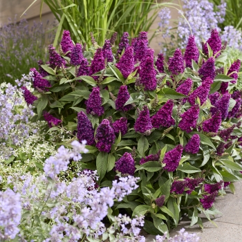 Buddleja - davidii - Little Magenta - Botex008