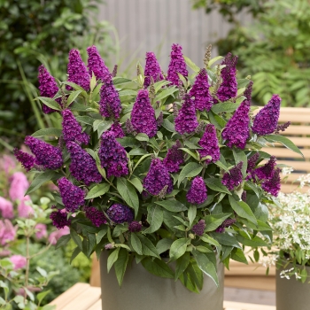 Buddleja - davidii - Little Magenta - Botex008