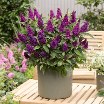 Buddleja - davidii - Little Magenta - Botex008