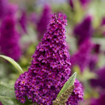 Buddleja - davidii - Little Magenta - Botex008