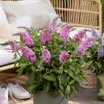 Buddleja - davidii - Little Pink - BotEx005