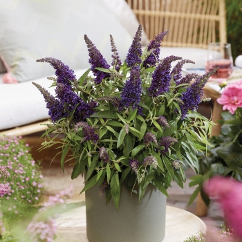 Buddleja - davidii - Little Purple  - BotEx001